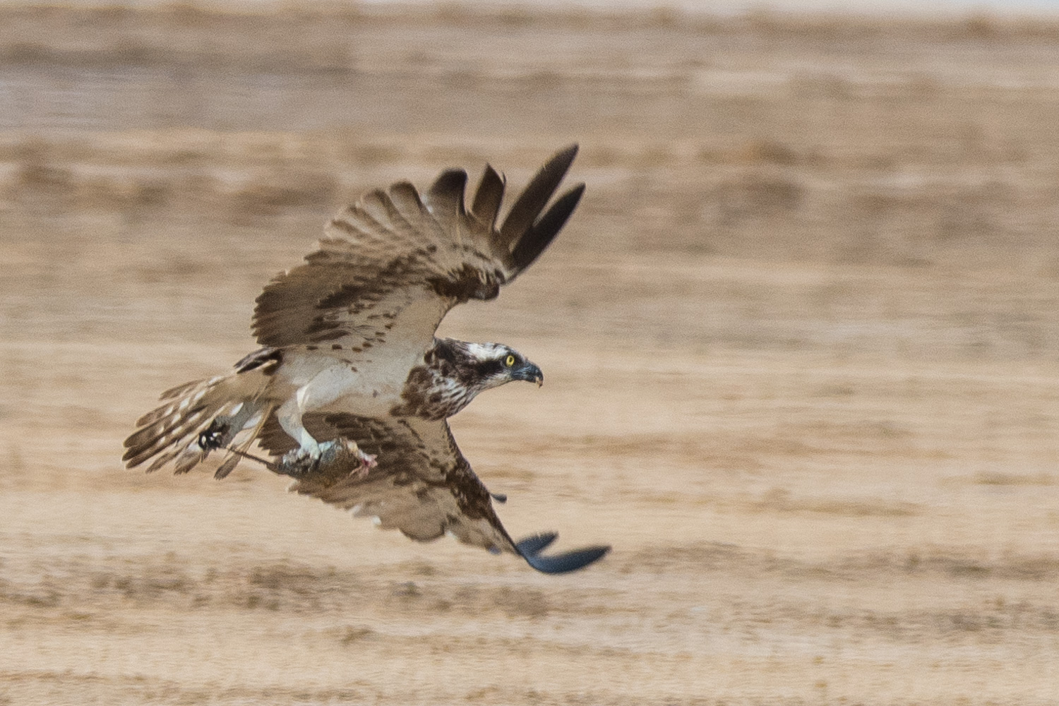 Balbuzard Pêcheur adulte (Osprey, Pandion Haeliatus) s'envolant avec le reste de son poisson du fait des tentatives répétées d'un corbeau pie de s'en emparer. Réserve Naturelle d'Intérêt Communautaire de la Somone.